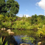 South Africa, Capetown, Kirstenbosch, Botanical Garden, Table Mountain