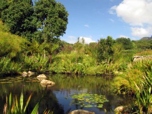 South Africa, Capetown, Kirstenbosch, Botanical Garden, Table Mountain