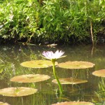 South Africa, Capetown, Kirstenbosch, Botanical Garden, Table Mountain