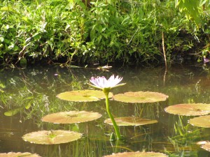 South Africa, Capetown, Kirstenbosch, Botanical Garden, Table Mountain