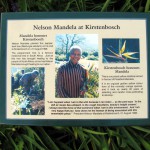 South Africa, Capetown, Kirstenbosch, Botanical Garden, Table Mountain