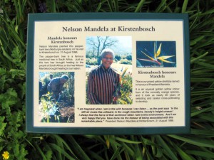 South Africa, Capetown, Kirstenbosch, Botanical Garden, Table Mountain