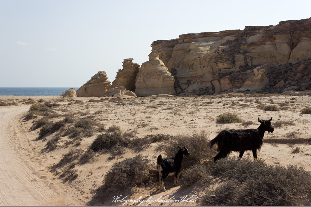 Oman Ras al Jinz Beach View | Travel Photography by Sebastian Motsch (2014)
