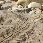 Oman Ras al Jinz Turtle Trackz | Travel Photography by Sebastian Motsch (2014)