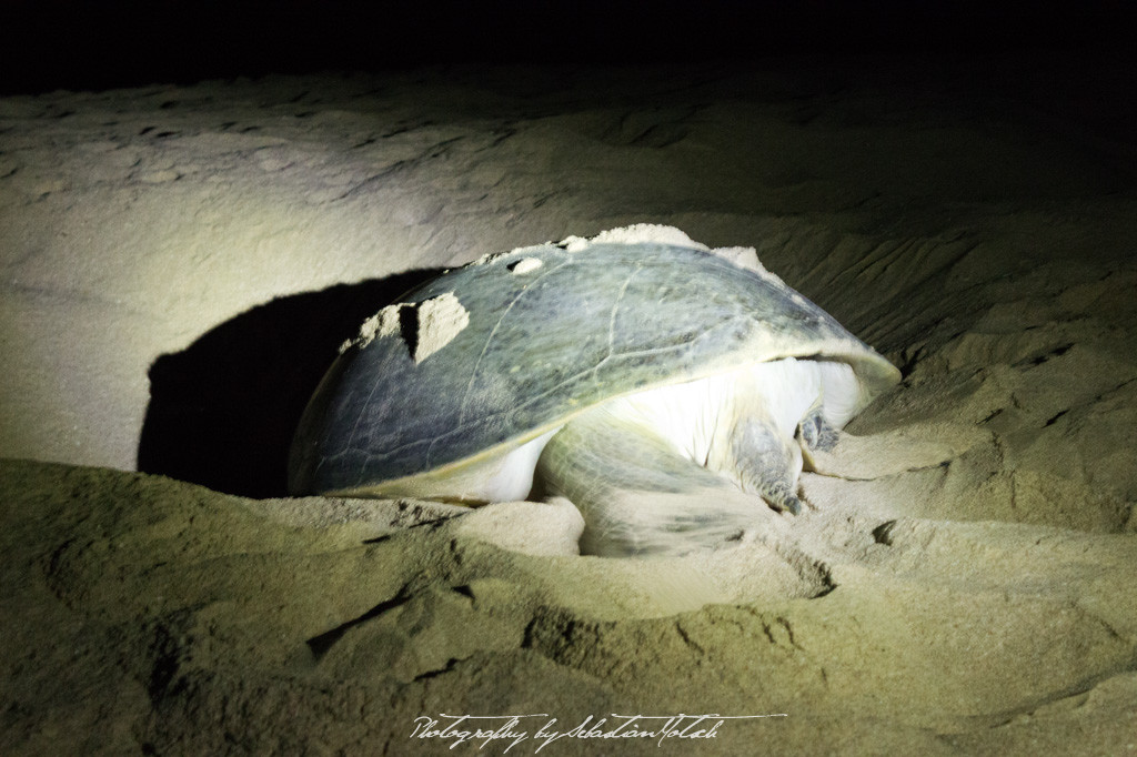 Ras-al-Jinz Turtle Reserve Oman | Travel Photography by Sebastian Motsch (2014)