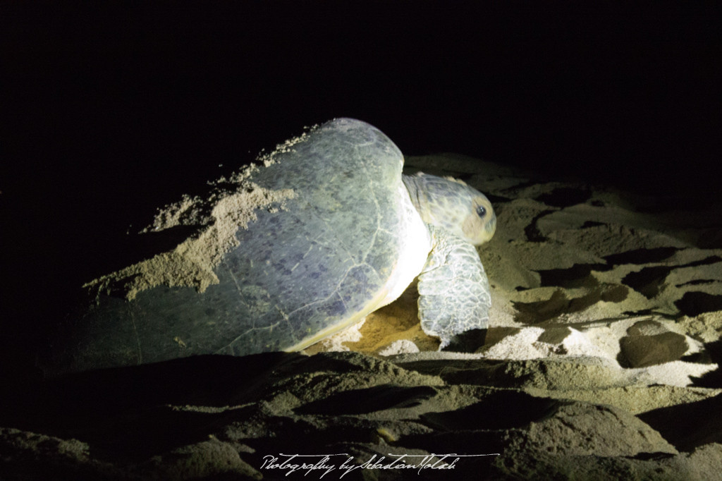 Ras-al-Jinz Turtle Reserve Oman | Travel Photography by Sebastian Motsch (2014)