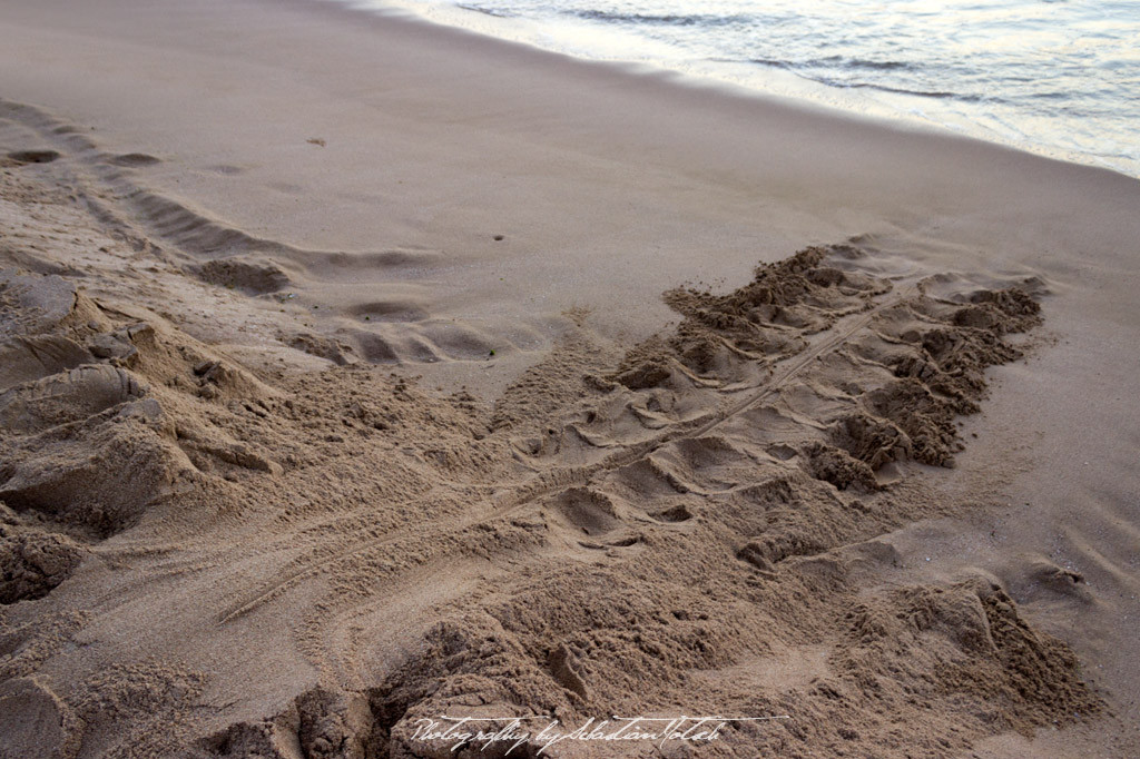 Ras-al-Jinz Turtle Reserve Oman | Travel Photography by Sebastian Motsch (2015)