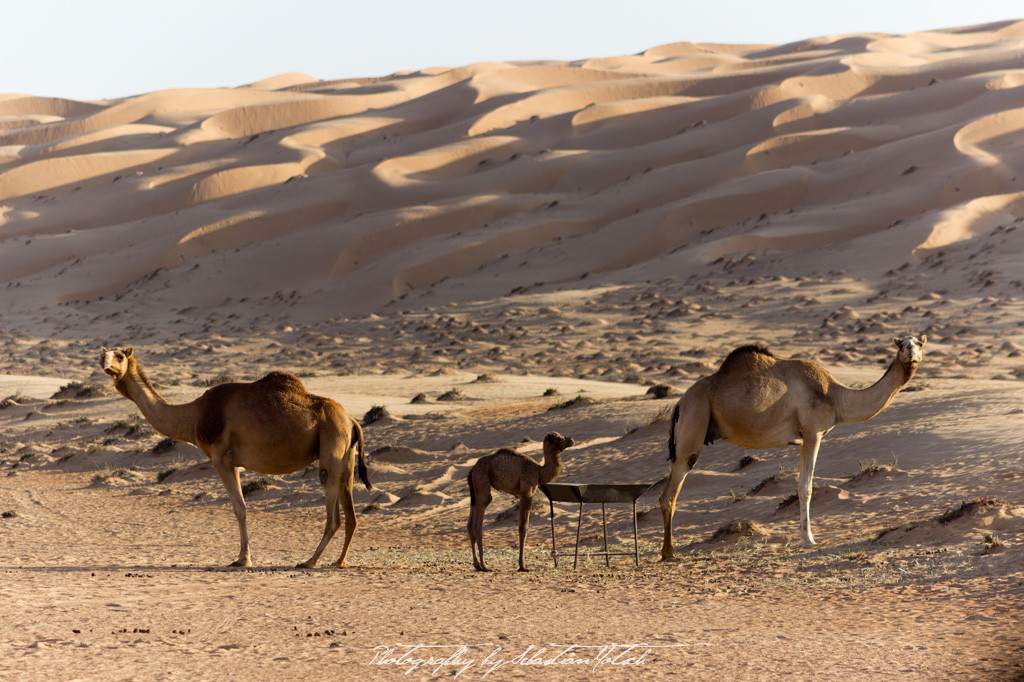 Wahiba Sands Desert Wonders Camp Oman | Travel Photography by Sebastian Motsch (2015)