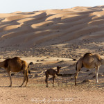 Wahiba Sands Desert Wonders Camp Oman | Travel Photography by Sebastian Motsch (2015)