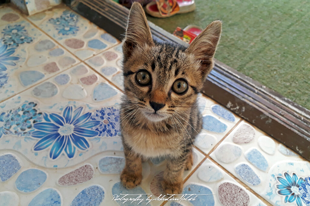 Laos Young Cat Kitten Looking Up Photo by Sebastian Motsch