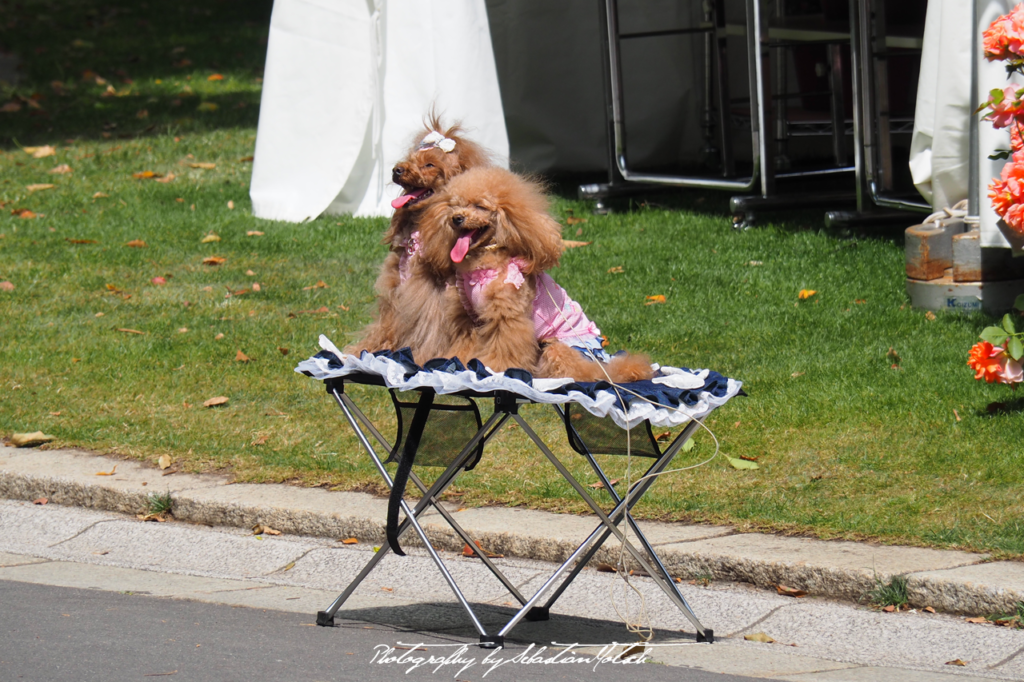 2017 Japan Tokyo Hibiya Park Poodles | travel photography by Sebastian Motsch (2017)