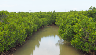 Japan Miyako-jima Shimajiri Mangroves | Travel Photography by Sebastian Motsch (2017)