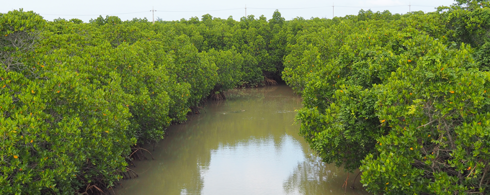 Japan Miyako-jima Shimajiri Mangroves | Travel Photography by Sebastian Motsch (2017)