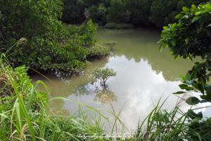 Japan Miyako-jima Shimajiri Mangroves | Travel Photography by Sebastian Motsch (2017)