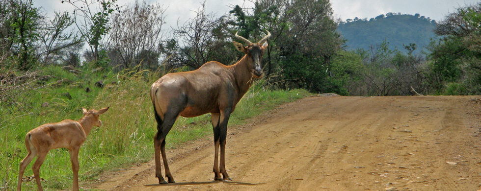2007 South Africa Pilanesberg Game Reserve II Photography by Sebastian Motsch