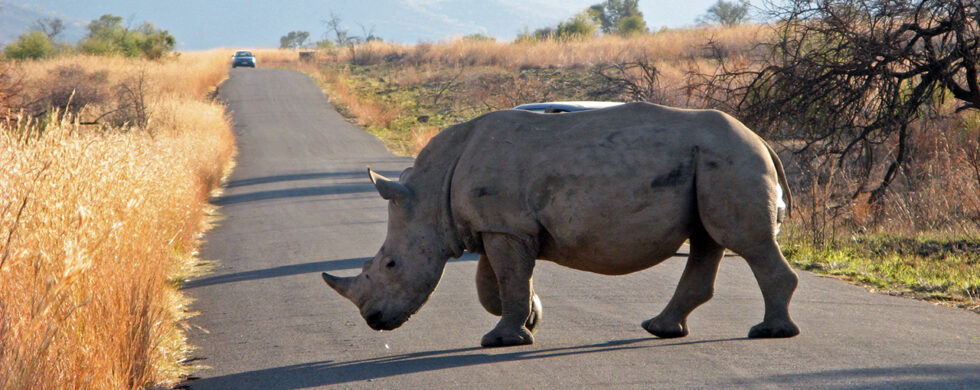 2007 South Africa Pilanesberg Game Reserve | Photography by Sebastian Motsch