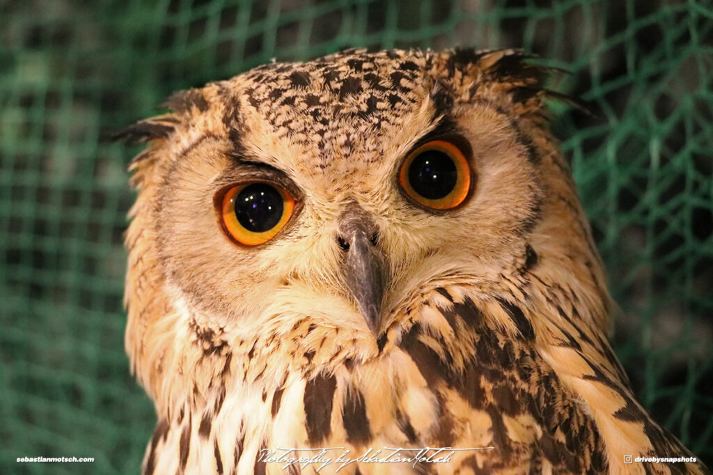 Owl Eyes II by Sebastian Motsch