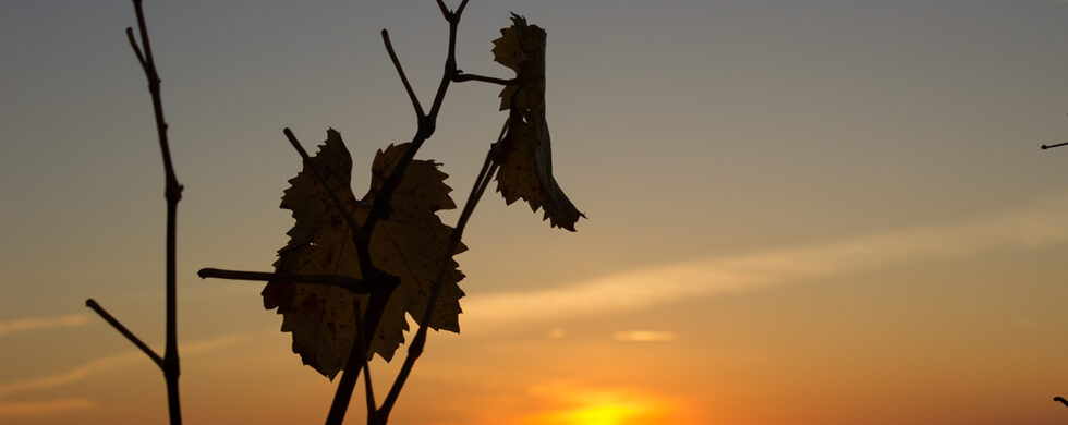 2015-11 Germany Offenburg Wineyard Sunset by Sebastian Motsch