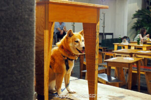 Commune 2nd Shiba-Inu Omote-Sando Tokyo by Sebastian Motsch