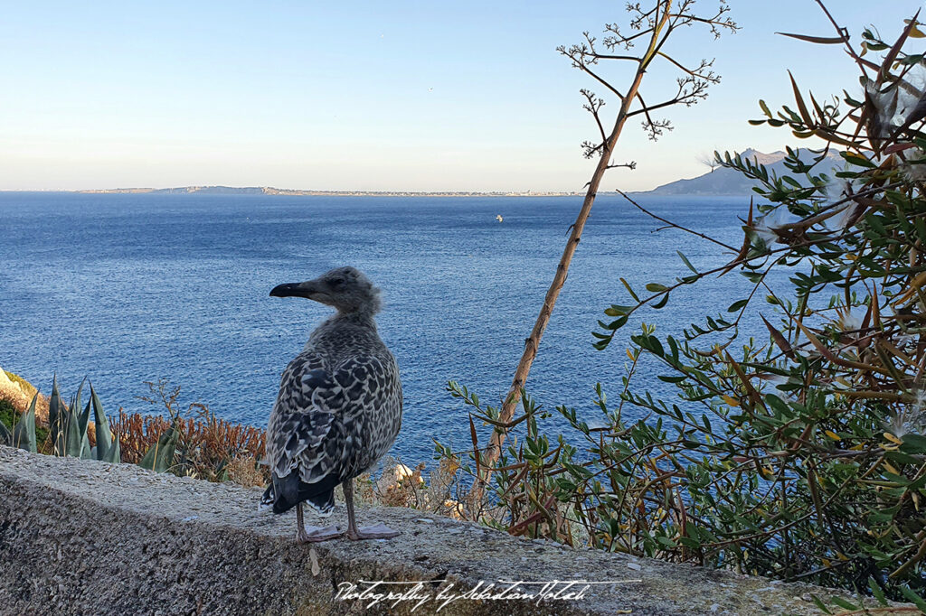 Isola di Levanzo Sicilia Italia Photography by Sebastian Motsch