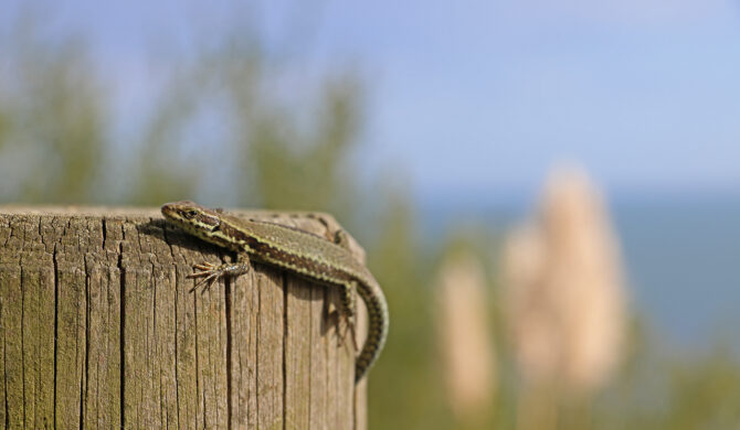 2021-09-27 France St-Jean-De-Luz Photo by Sebastian Motsch