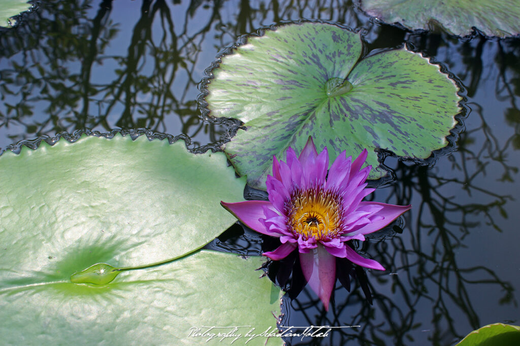 Water Lily and Leaves in Bangkok Thailand Photography by Sebastian Motsch