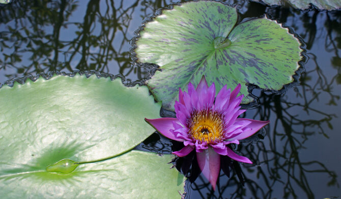 Water Lily and Leaves in Bangkok Thailand Photography by Sebastian Motsch