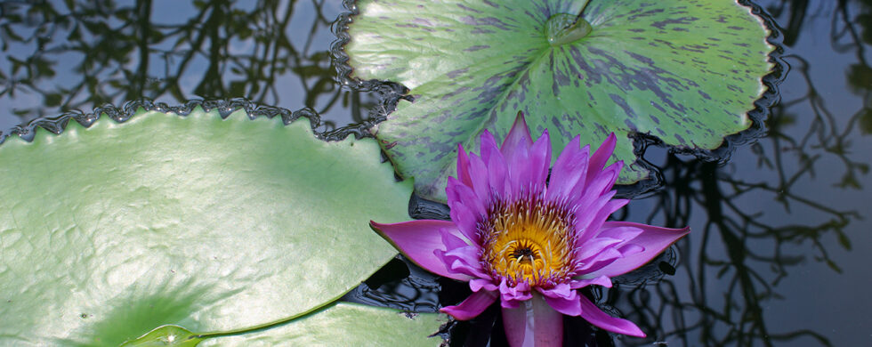 Water Lily and Leaves in Bangkok Thailand Photography by Sebastian Motsch