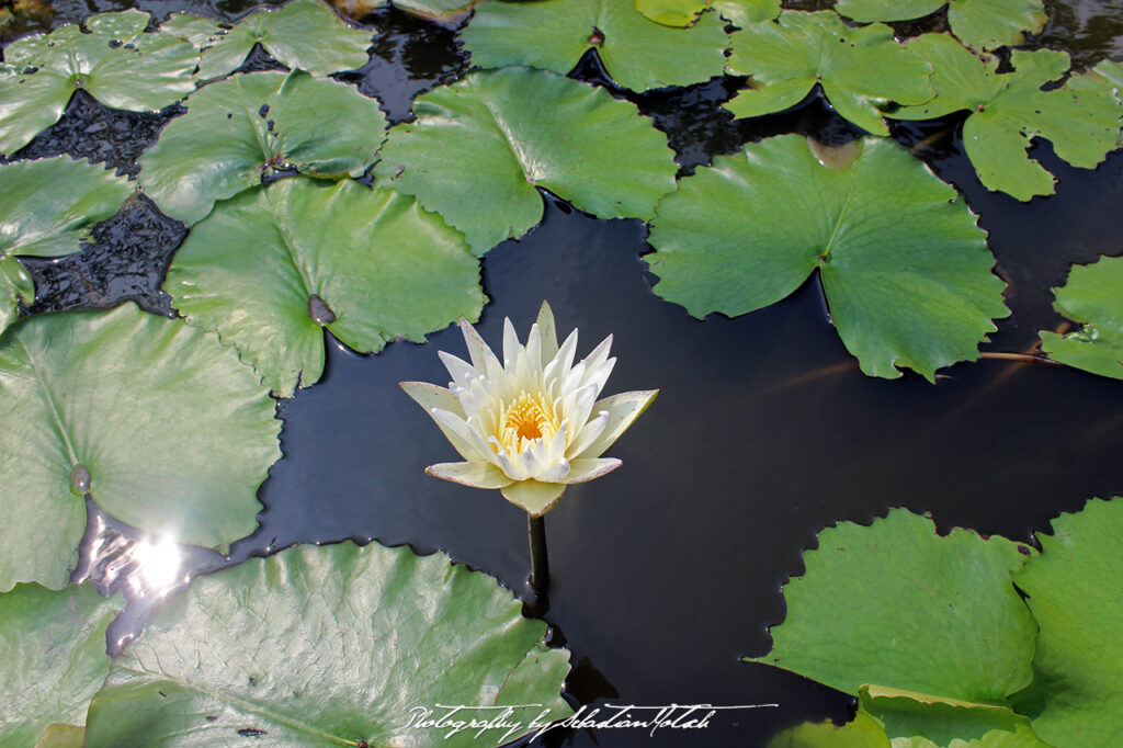 Water Lily in Bangkok Thailand Photography by Sebastian Motsch
