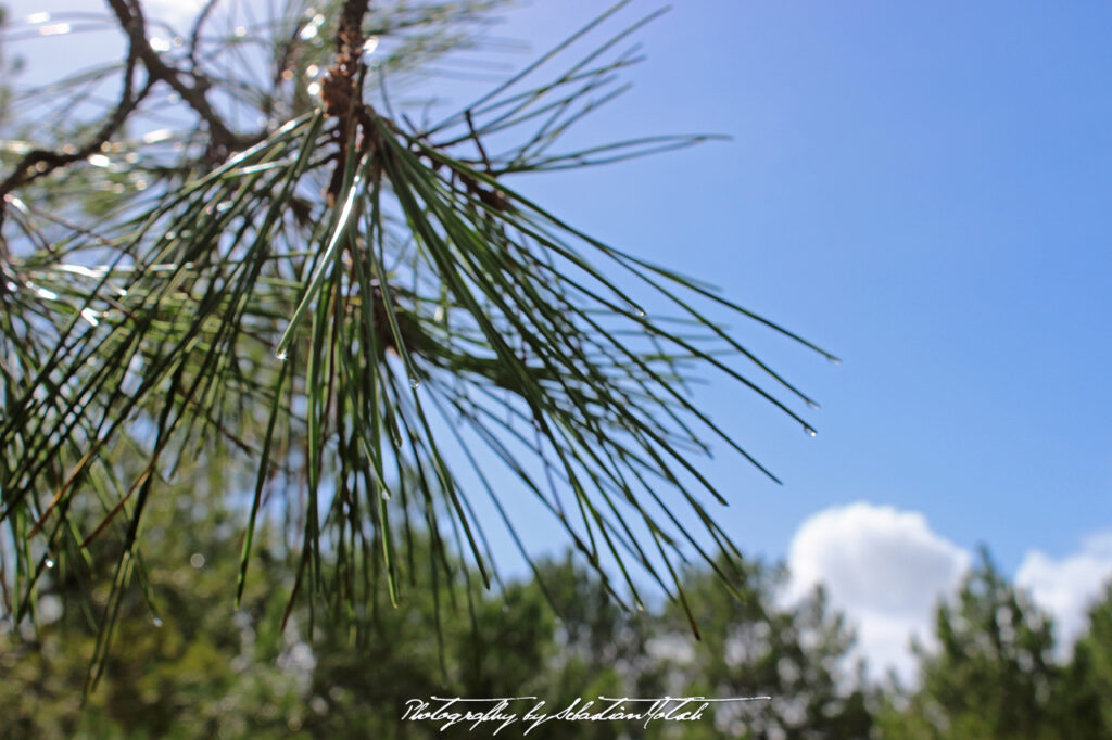 2015-09-17 Camping Cap Homy Morning after Storm Dew Photo by Sebastian Motsch