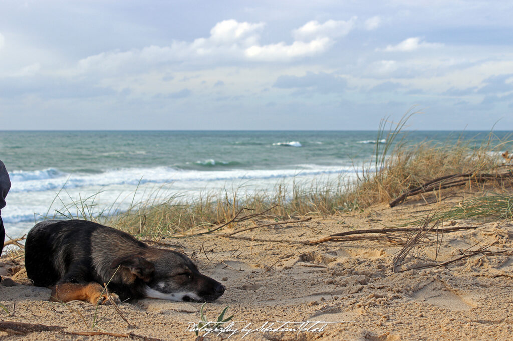 2015-09-17 Cap Homy Beach Dog Morning after Storm Photo by Sebastian Motsch