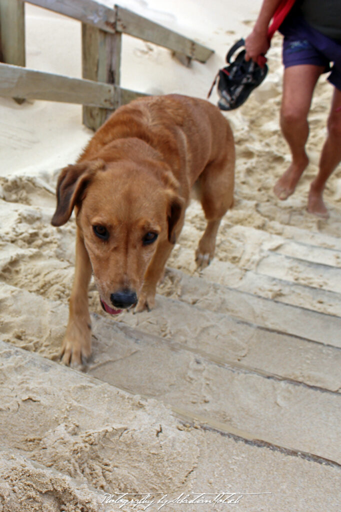 2015-09-17 Cap Homy Plage Stairs Dog Photo by Sebastian Motsch