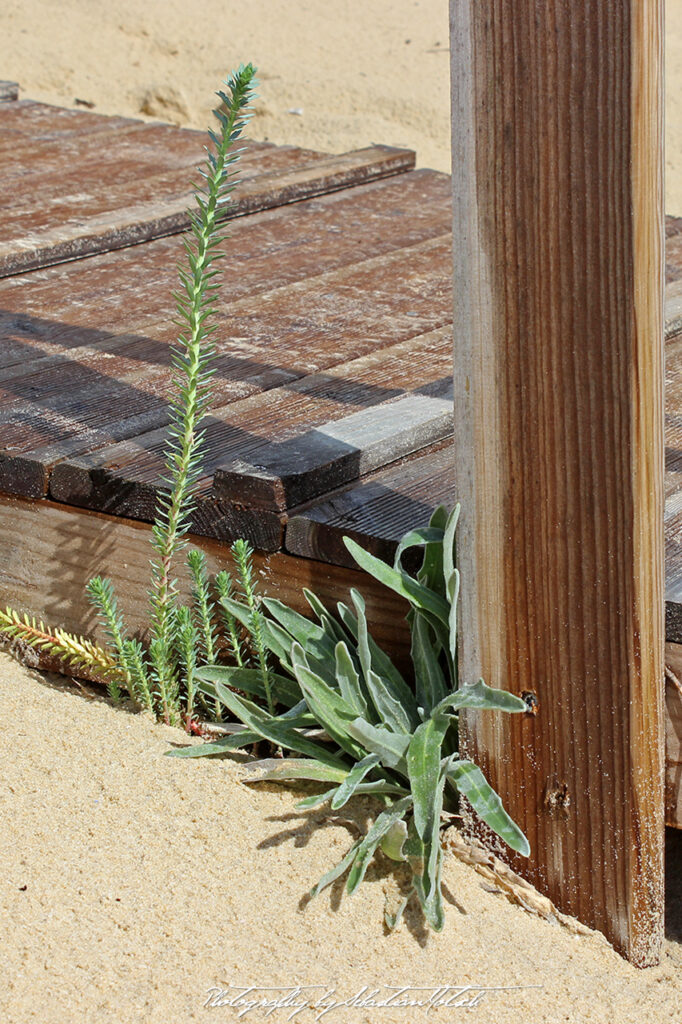 2015-09-17 Cap Homy Plage Stairs Plant Photo by Sebastian Motsch