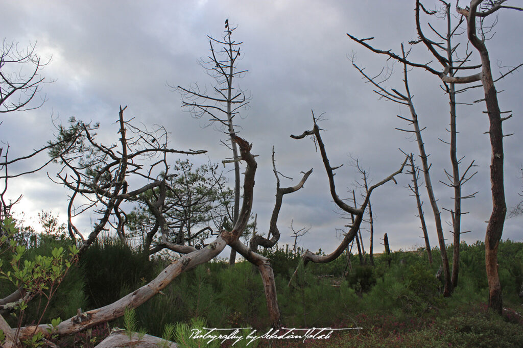 2015-09-21 Les Landes Foret Photo by Sebastian Motsch