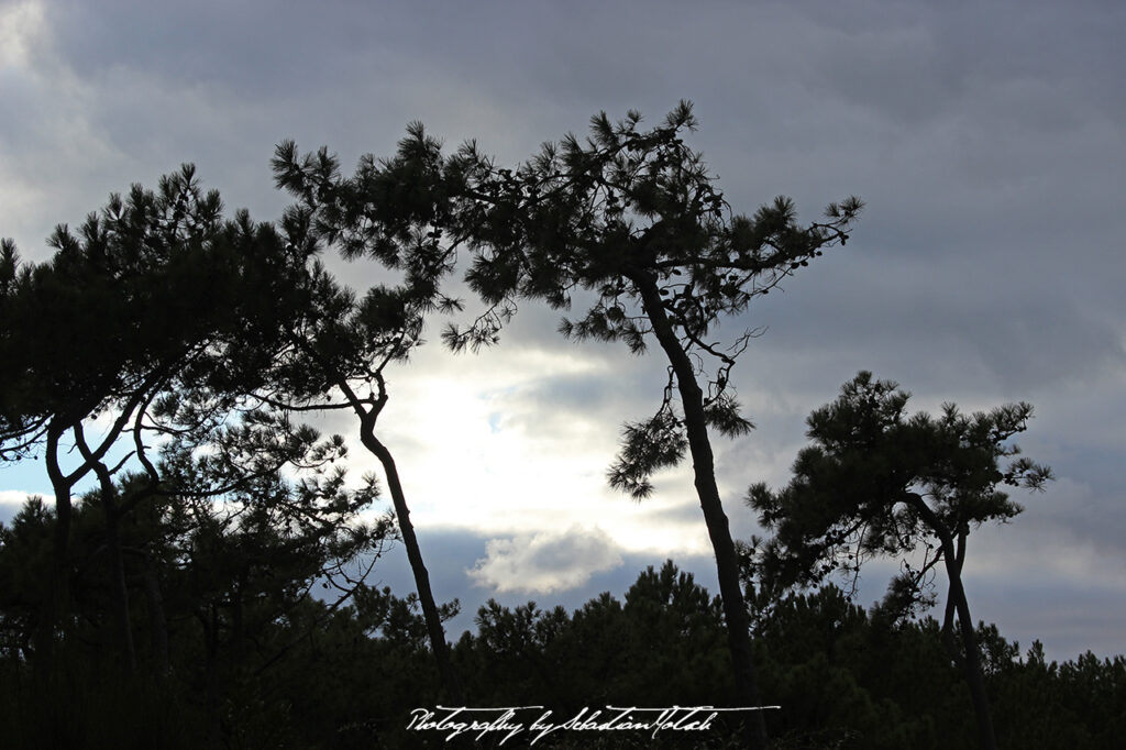 2015-09-21 Les Landes Foret Photo by Sebastian Motsch