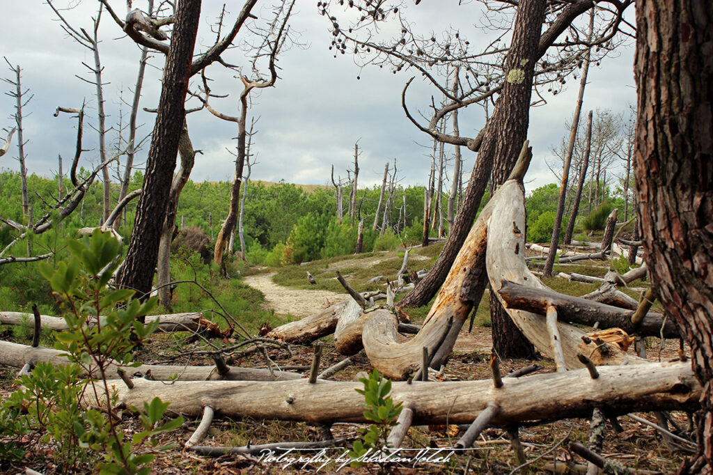 2015-09-21 Les Landes Foret Photo by Sebastian Motsch