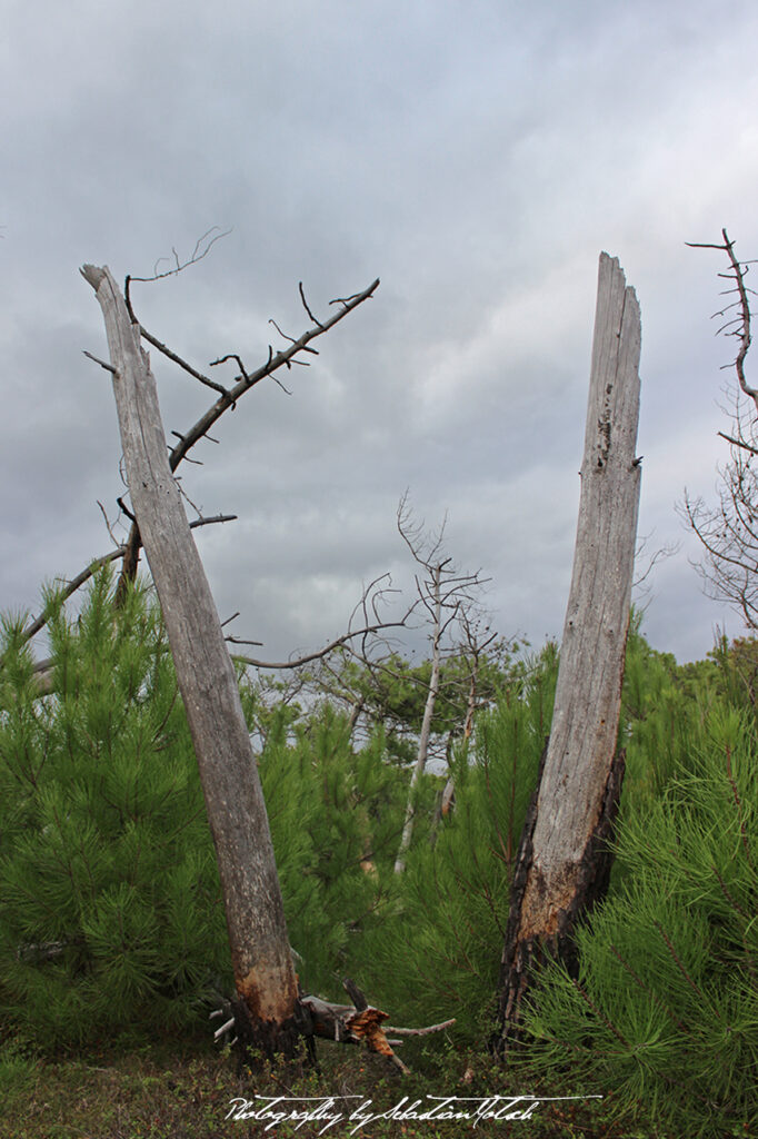 2015-09-21 Les Landes Foret Photo by Sebastian Motsch