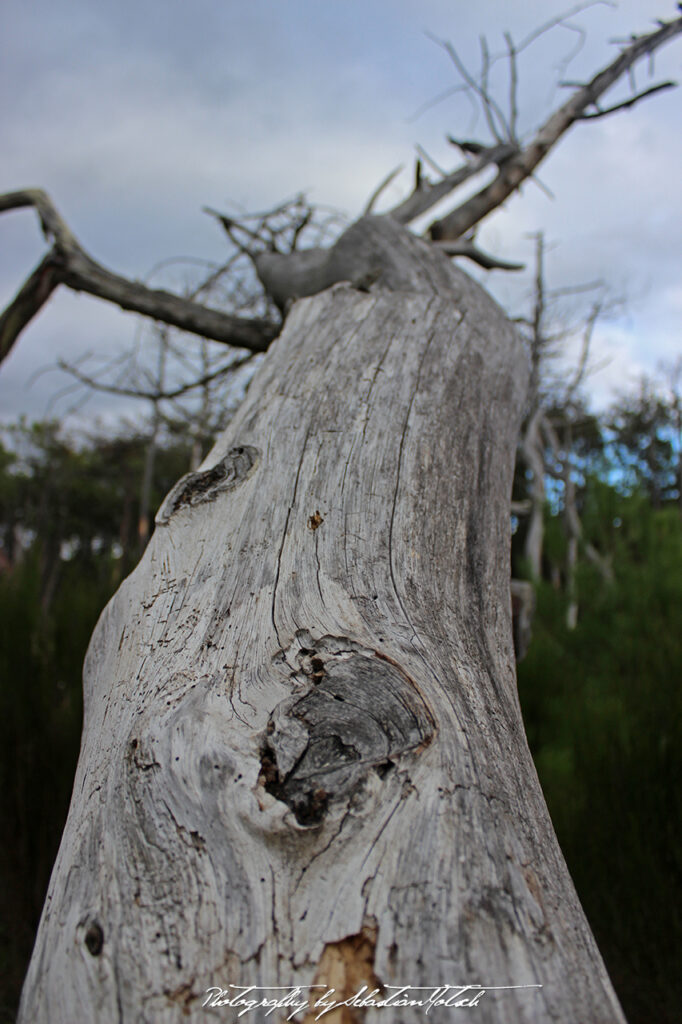 2015-09-21 Les Landes Foret Photo by Sebastian Motsch