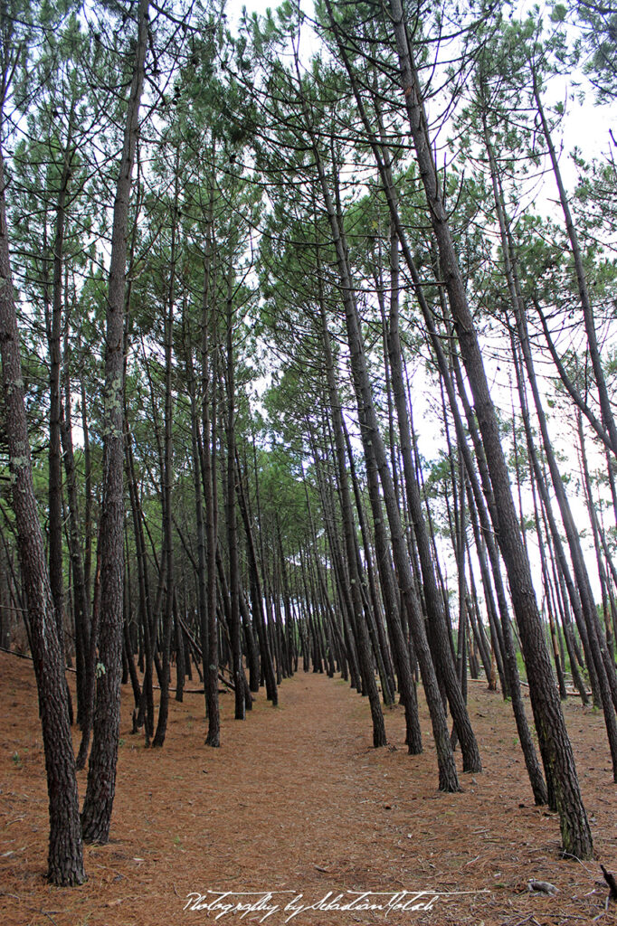 2015-09-21 Les Landes Foret Photo by Sebastian Motsch