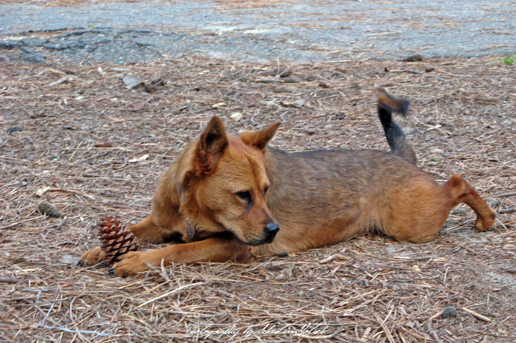 2007 Dog with Pinecone France Photography by Sebastian Motsch