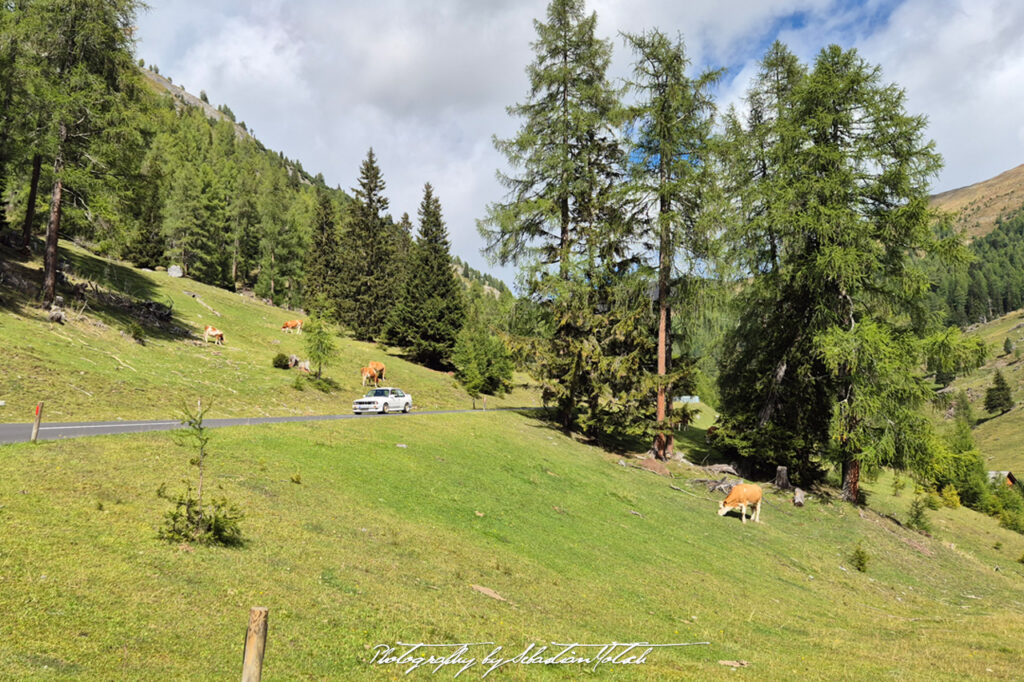 BMW E30 M3 Nockalmstraße Cow Austria Photography by Sebastian Motsch