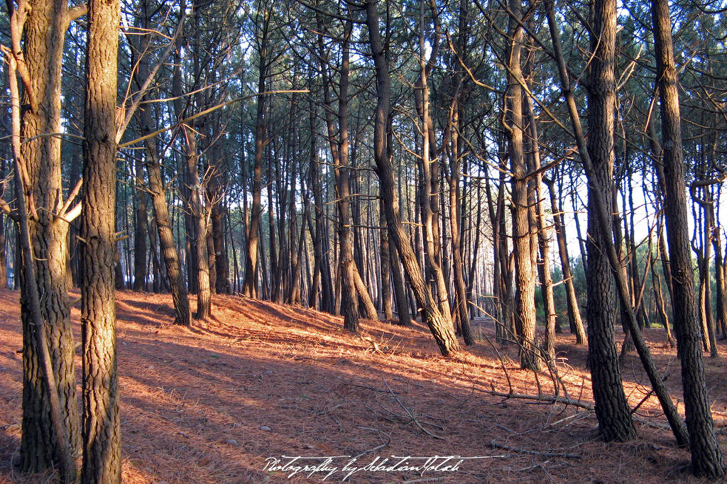 France Camping Municipal Cap Homy Foret Photo by Sebastian Motsch