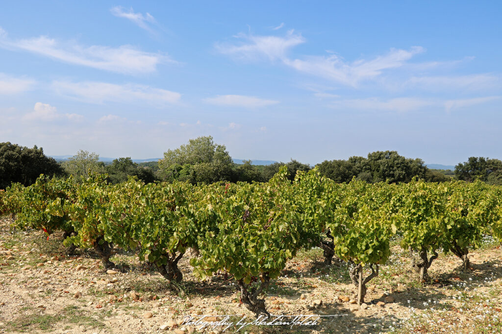 2021-10-01 France Chateauneuf-du-Pape Photography by Sebastian Motsch